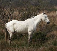 Camargue horse httpsuploadwikimediaorgwikipediacommonsthu
