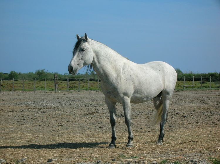 Camargue horse FileCamargue horsejpg Wikimedia Commons