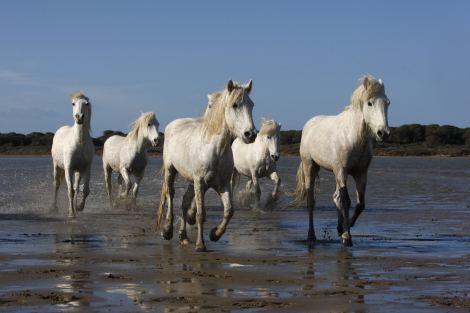 Camargue horse The Wild Horses of Camargue in Southern France International
