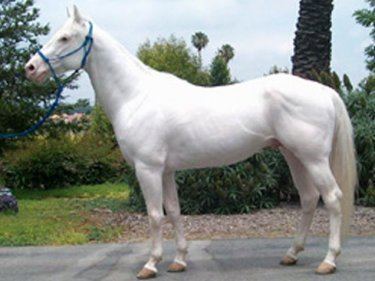 Camarillo White Horse Camarillo White Horse Horse Breeds Of The World