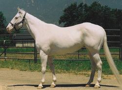 Camarillo White Horse Camarillo White Horse Facts About Horses