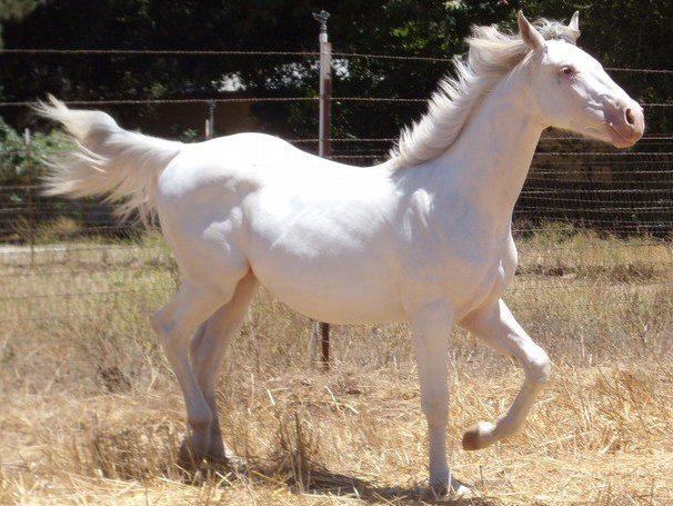 Camarillo White Horse Camarillo White Horse Horse Breeds Of The World