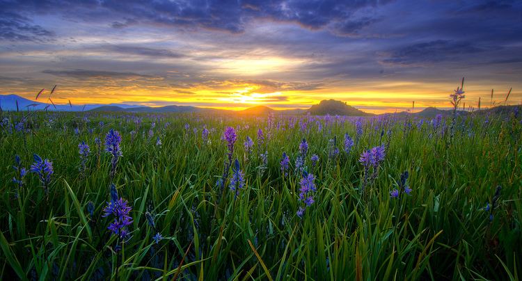 Camas prairie Camas Lillies in the Camas Prairie of Idaho I woke up at 3 Flickr