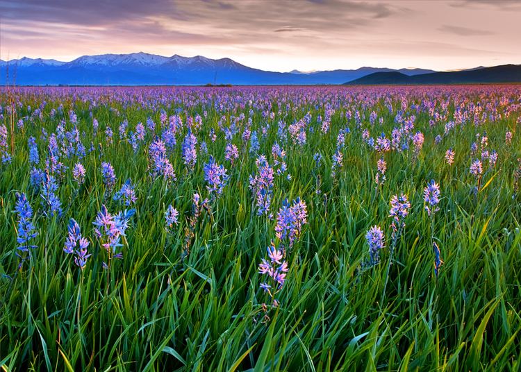 Camas Prairie Centennial Marsh Wildlife Management Area
