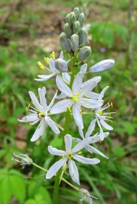 Camassia scilloides Camassia scilloides Wild Hyacinth Liliaceae Environmental