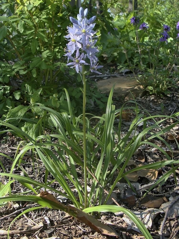 Camassia scilloides Know Your Natives Wild Hyacinth Arkansas Native Plant Society