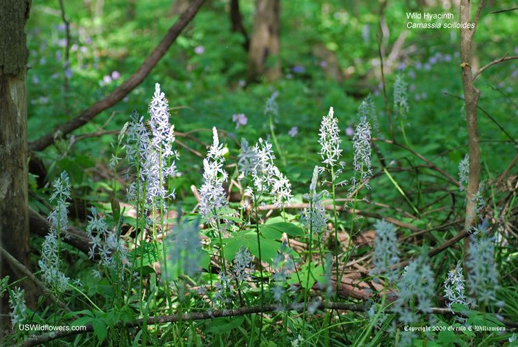 Camassia scilloides US Wildflower Wild Hyacinth Atlantic Camas Camassia scilloides