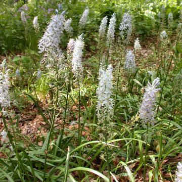 Camassia scilloides Camassia scilloides Wild Hyacinth Plants of the Northeastern US