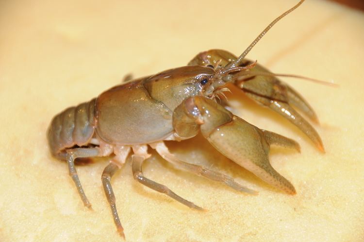 Cambarus bartonii - Alchetron, The Free Social Encyclopedia