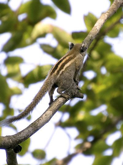 Cambodian striped squirrel wwwecologyasiacomimagesabccambodianstripeds