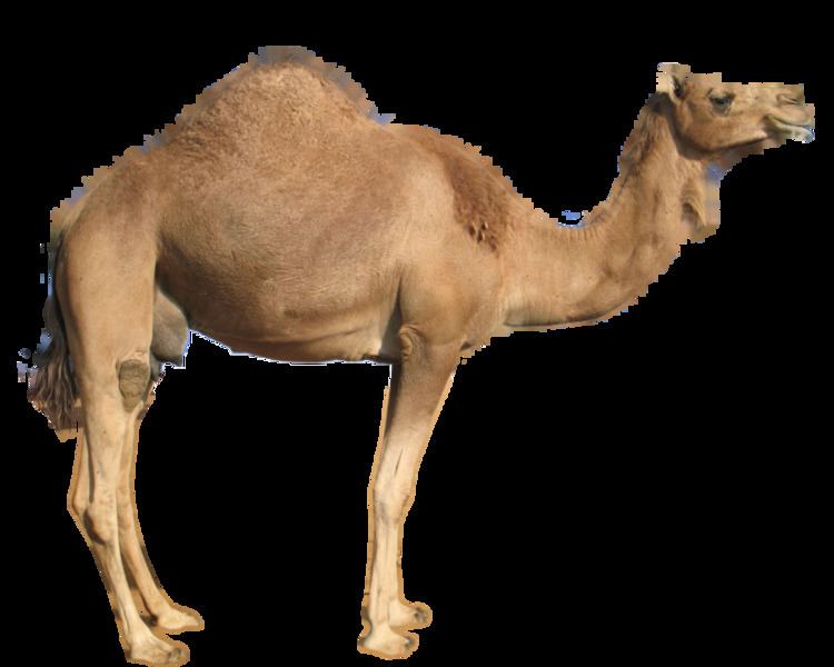 Camel The meaning and symbolism of the word Camel