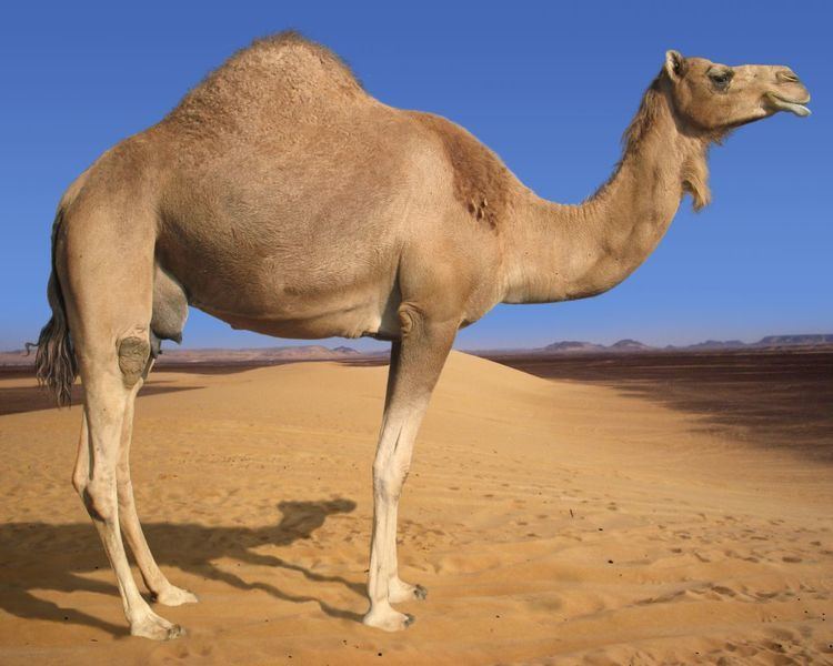 Camel Camel Pictures and Facts