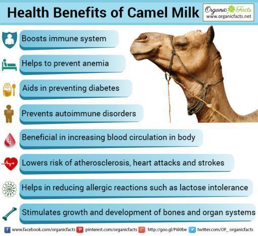 Camel milk 7 Amazing Benefits of Camel Milk Organic Facts