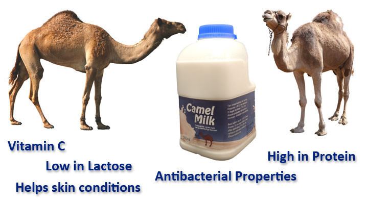 Camel milk ~ Everything You Need to Know with Photos | Videos