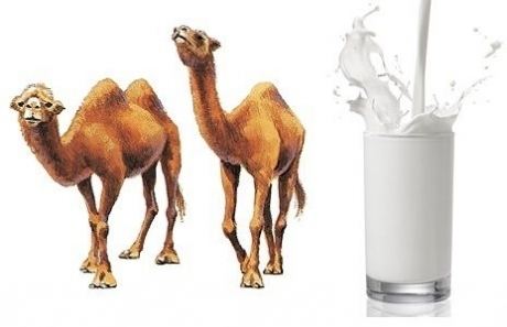 Camel milk Benefits Of Camel39s Milk