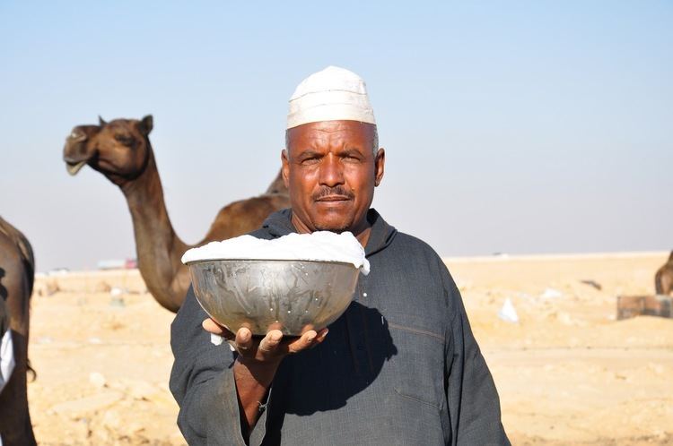 Camel milk Is drinking camel milk good for you