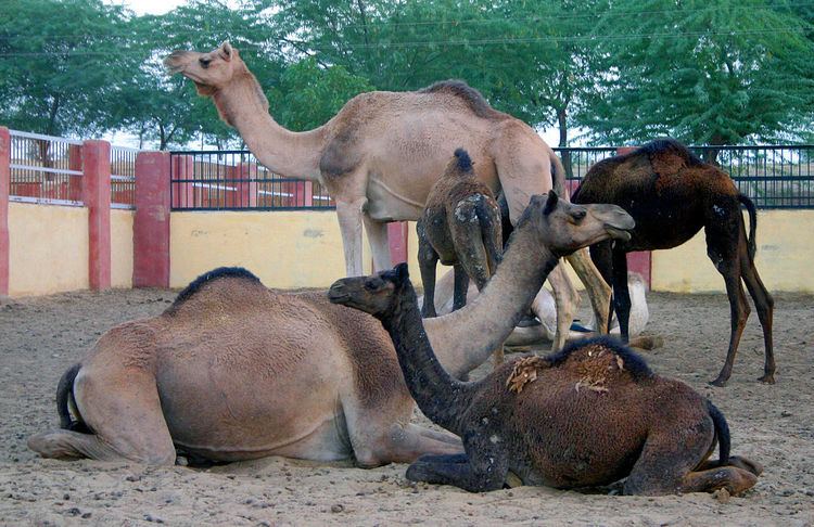 Camel Research Farm, Bikaner