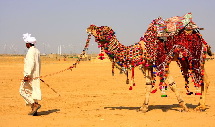 Camel Safari Camel Safari Packages Adventure Nation