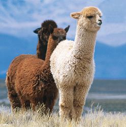 Camelid South American Camelids
