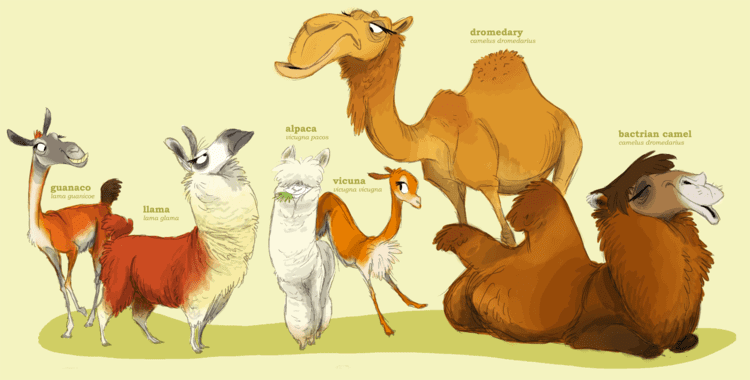 Camelid httpscdnweasylcomheffydoodlesubmissions43