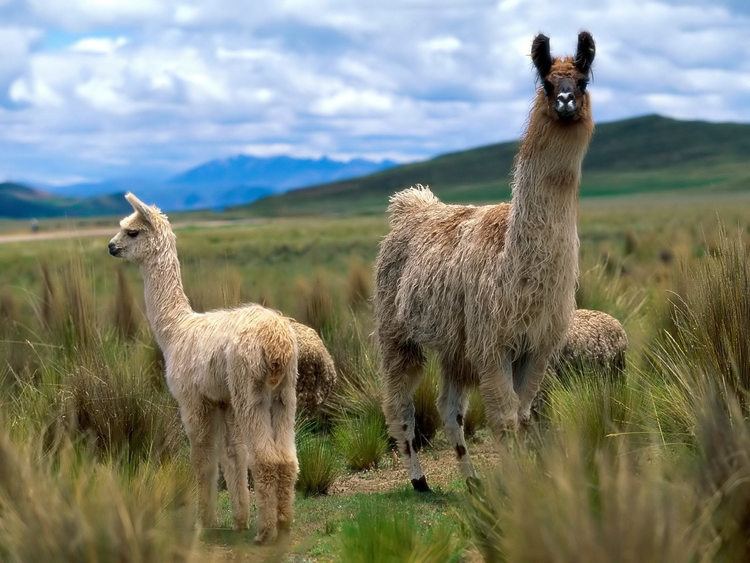 Camelid Recommended Practices Camelid Care