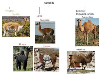Camelid BioLegend Blog Camelid Antibodies