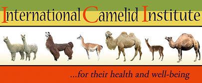 Camelid Camelid Articles amp Publications International Camelid Institute