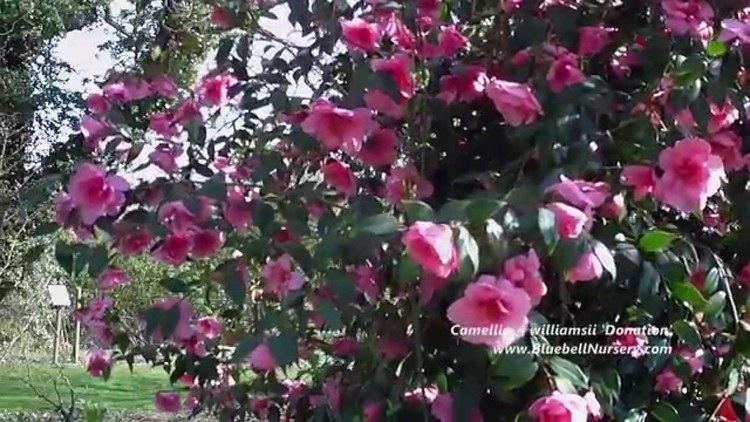 Camellia × williamsii Camellia williamsii 39Donation39 YouTube
