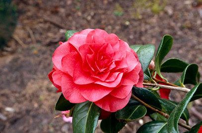 Camellia × williamsii Camellia x williamsii 39Les Jury39 camellia 39Les Jury39RHS Gardening