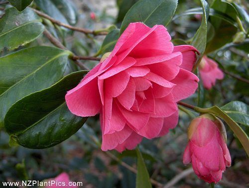 Camellia × williamsii Camellia flower photography