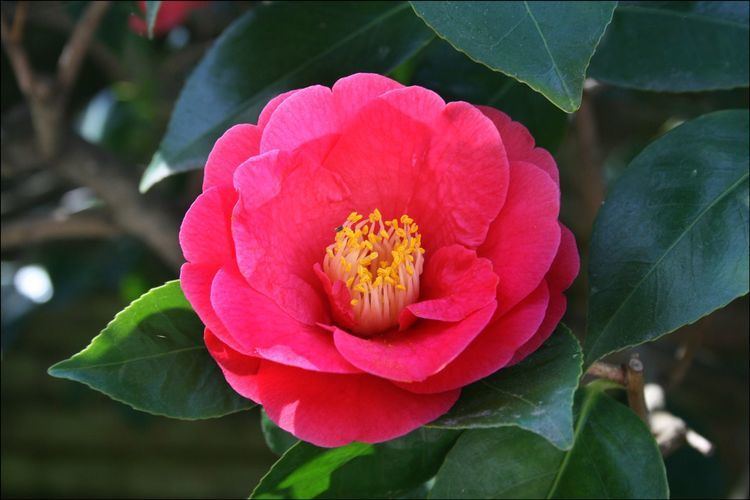 Camellia 1000 images about Camellias Gardenias amp Jasmines on Pinterest