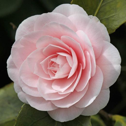 Camellia Camellia japonica 39Ave Maria39