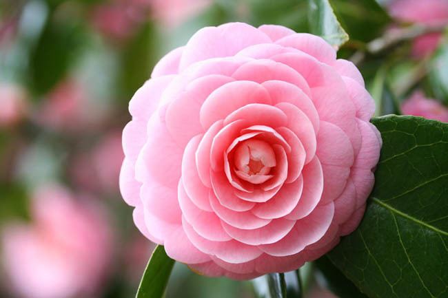 Camellia Camellia japonica 39Pink Perfection39