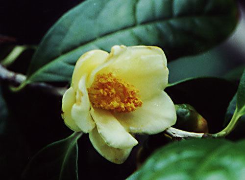 Camellia chrysantha Camellia chrysantha
