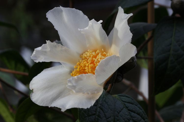 Camellia granthamiana Kamelie quotCamellia granthamianaquot Wildart 26112011 Flickr