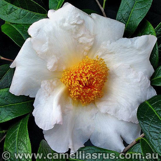 Camellia granthamiana Granthamiana Camelias R Us