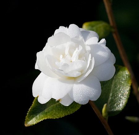 Camellia grijsii sazankaorgcultivarsmediumgrijsiizhenzhucha3jpg