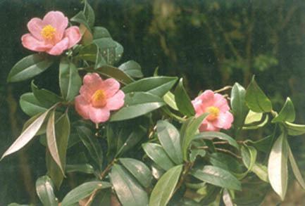 Camellia hongkongensis Hong Kong HerbariumRare and Precious Plants of Hong Kong Online