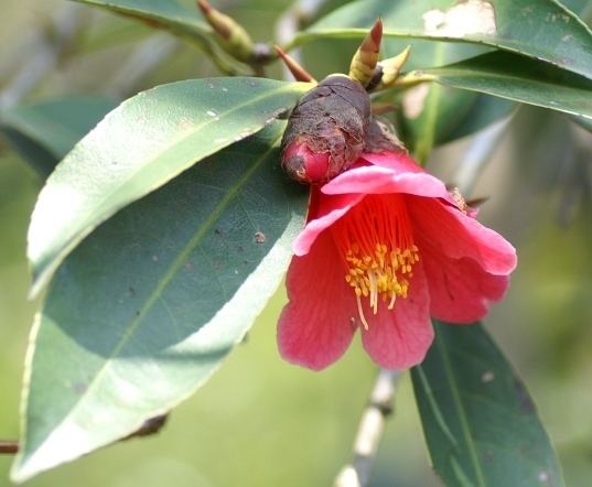 Camellia hongkongensis Camellia