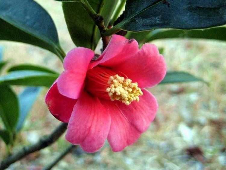 Camellia hongkongensis camelliahongkongensis1jpg