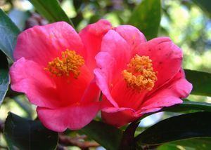 Camellia hongkongensis Camellia hongkongensis ZipcodeZoo