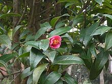 Camellia hongkongensis httpsuploadwikimediaorgwikipediacommonsthu