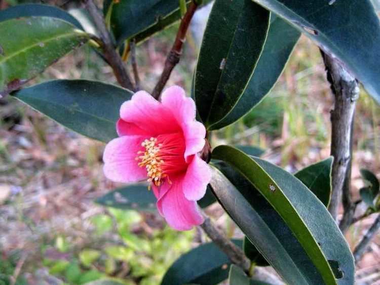 Camellia hongkongensis camelliahongkongensis2jpg