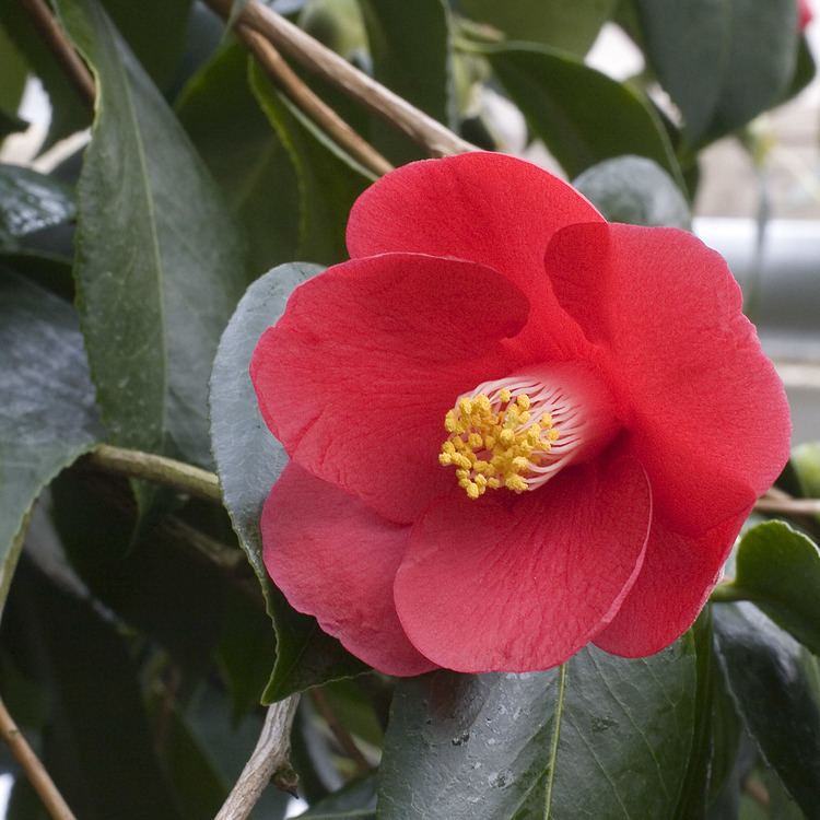Camellia japonica FileCamelliajaponicacvAshiya7166jpg Wikimedia Commons