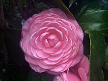 Camellia japonica 'Prince Frederick William' httpsuploadwikimediaorgwikipediacommonsthu