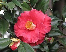 Camellia japonica 'The Czar' httpsuploadwikimediaorgwikipediacommonsthu
