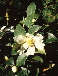 Camellia oleifera httpsuploadwikimediaorgwikipediacommonsaa