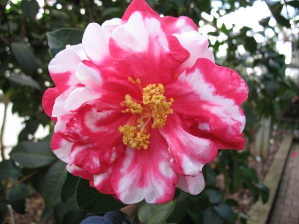 Camellia reticulata Camellia Reticulata varieties and images