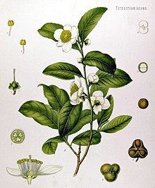 Camellia sinensis httpsuploadwikimediaorgwikipediacommonsthu
