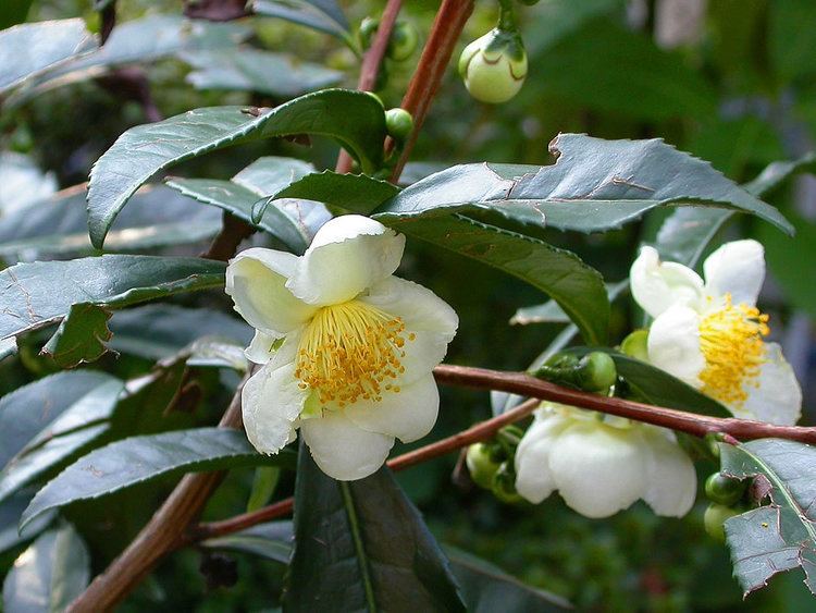 Camellia sinensis Plants amp Flowers Camellia sinensis
